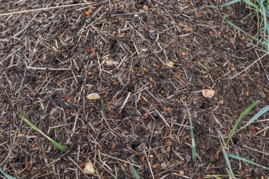 Bir sürü karınca yaklaşıyor. Dev bir karınca ordusu tarlada bir karınca tepesi inşa ediyor..