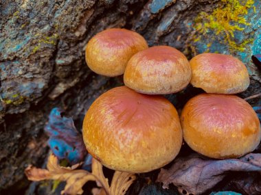 Tuğla kırmızı sahte bal mantarlarının yakın çekimi kayanın üzerinde büyüyor.