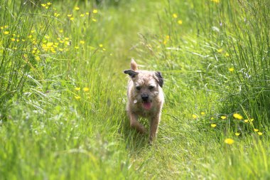 Güneşli bir günde yeşil çayırlarda yürüyen Terrier köpeğinin bulanık arkaplanlı, sığ bir odak noktası.