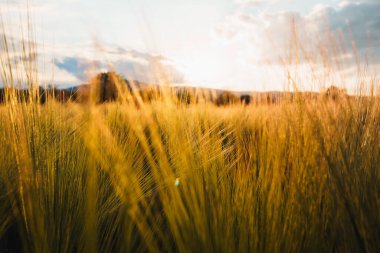 Güneşin doğuşunda yakalanan bulutlu gökyüzünün altında çok sayıda çimen bulunan bir tarla.