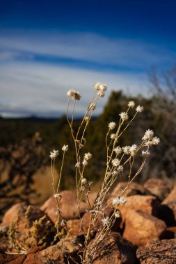 Kayaların yanındaki küçük beyaz çiçeklerin yakın çekimi.