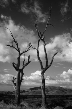 Bulutlu gökyüzünün altındaki bir tarlada yaşlı ağaçların gri pulu