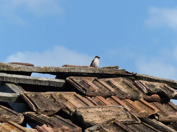 曇り空の背景を持つ古い屋根の上に立つ灰色の鳥 — ストック写真