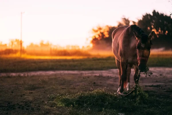 日没時に草を食べる馬の選択的フォーカスショット — ストック写真