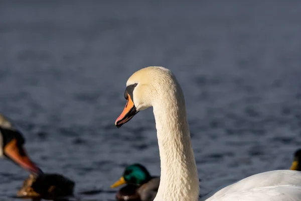 Closeup Shot Mute Swan Swimming Calm Water Bright Sunlight Ducks — Stock Photo, Image