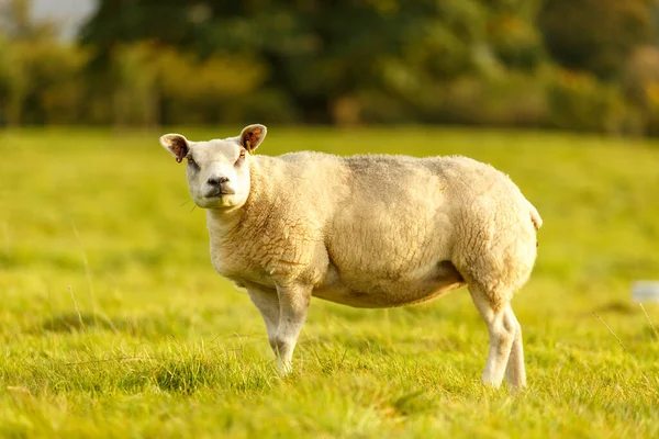 Een Closeup Van Een Schaap Lopend Een Boerderij Het Noorden — Stockfoto