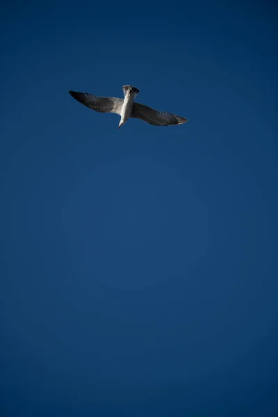 一只白色的云雀在蓝天中飞翔的垂直镜头 — 图库照片