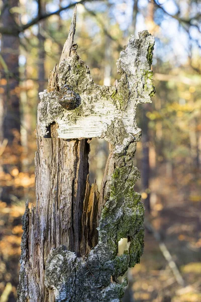 Pintoresco Plano Árbol Destruido Bosque Que Parece Una Escultura Dresde —  Fotos de Stock