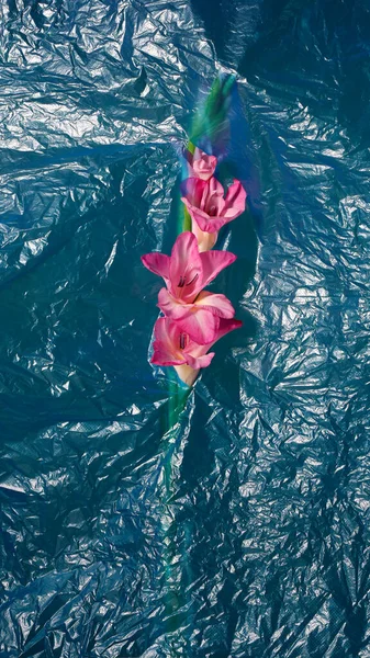 Eine Rosa Gladiolenblume Auf Blauem Faltigem Plastiktütenhintergrund — Stockfoto
