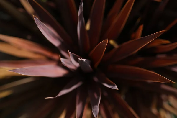 Uma Foto Macro Planta Estrela Vermelha Cordyline — Fotografia de Stock