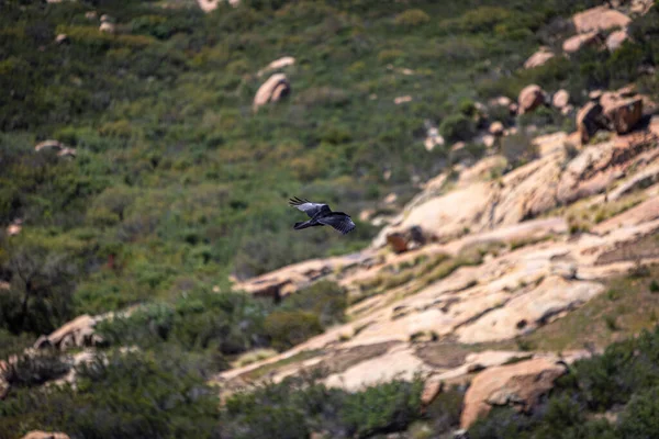 Una Vista Cuervo Volando Largo Arbustos Verdes Rocas Bronceadas —  Fotos de Stock
