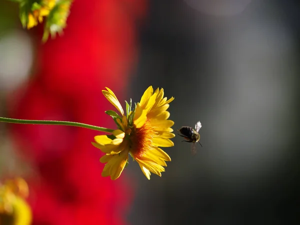 Piękny Żółty Kwiat Kwitnący Pszczołą Nim Ogrodzie Munsinger Zamazanym Tle — Zdjęcie stockowe