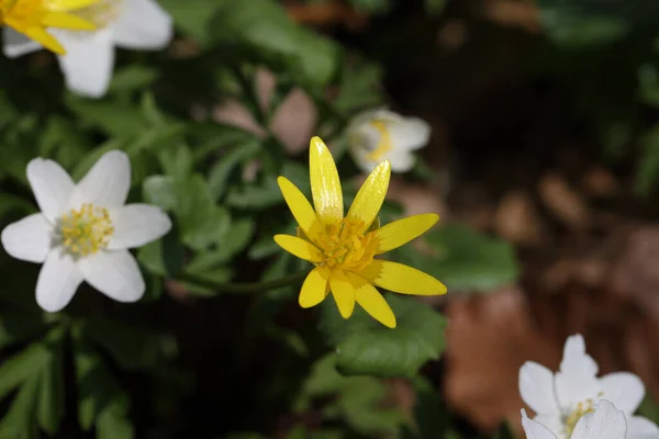 春の森の中の野生の植物 フィカリア ヴェルナの花の閉鎖 — ストック写真