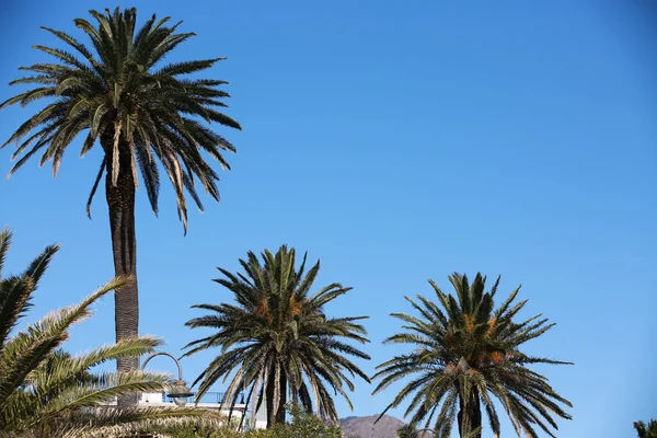 三棵棕榈树排列在蓝天背景上的风景 — 图库照片