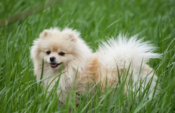 Adorável Fofo Pomeranian Spitz Brincando Grama — Fotografia de Stock