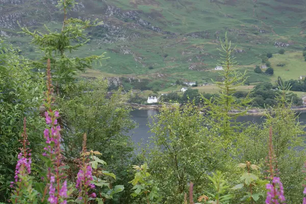 Ein Schöner Blick Auf Wildblumen Fluss Schottland — Stockfoto