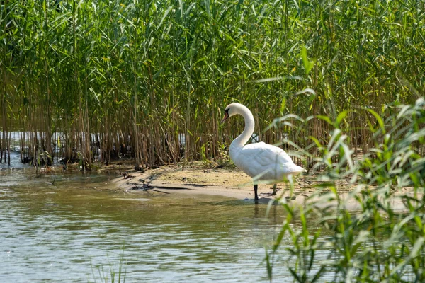 Beautiful Shot Mute Swan Standing Shallow Water Lakeshore Plants Bright — Stock Photo, Image