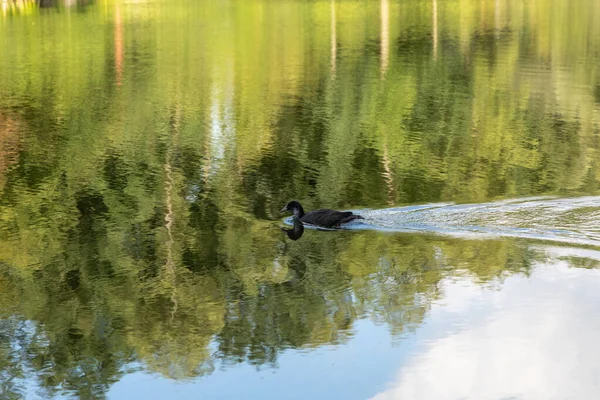 Pato Selvagem Nadando Belo Lago Cercado Por Árvores Alemanha — Fotografia de Stock