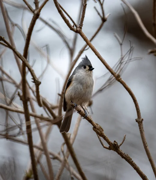 Неглибокий Фокус Птаха Натягнутими Цицьками Дереві — стокове фото