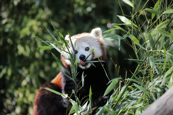 A closeup of a cute red panda (Ailurus fulgens) eating grass