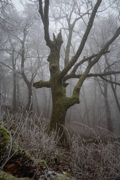 Svislý Pohled Suchý Strom Lese Mlhavého Dne — Stock fotografie