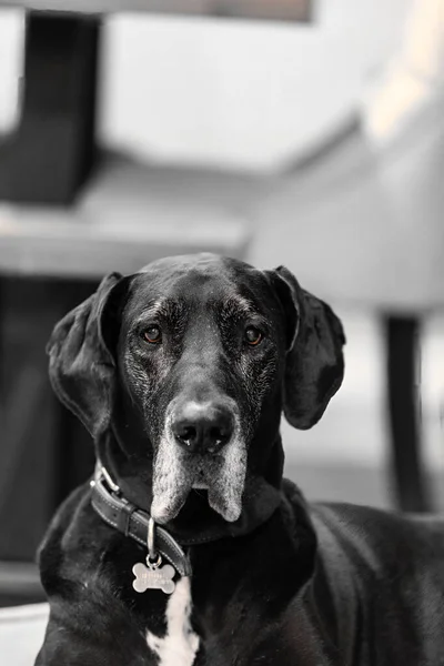 Vertical Closeup Portrait Black German Dog Phoenix Arizona Usa Grayscale — Stock Photo, Image