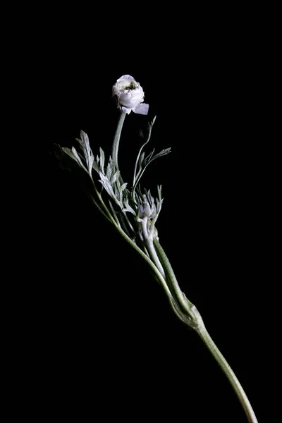 Uma Flor Buttercup Branco Isolado Fundo Preto — Fotografia de Stock