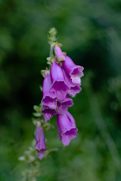 Closeup Purple Digitalis Flowers Meadow — Stock Photo, Image