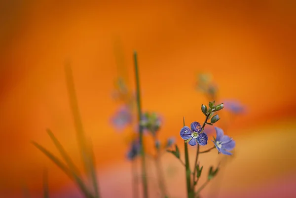 Closeup Beautiful Flowers Park — Stock Photo, Image