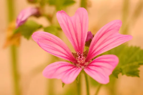 Nahaufnahme Einer Malvenblüte Garten — Stockfoto
