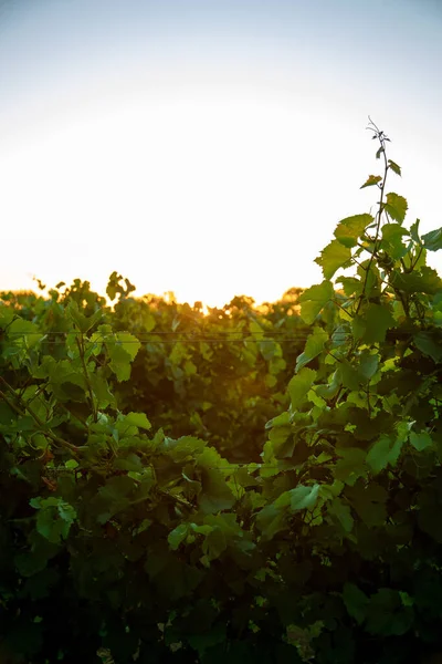 Una Bella Foto Alberi Azienda Vinicola Nella Città Stellenbosch Sud — Foto Stock