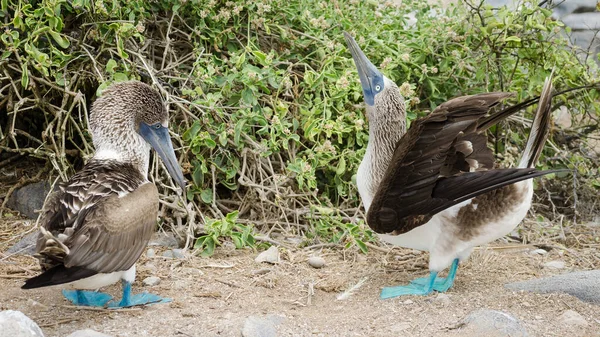 Closeup Shot Blue Footed Booby Birds Bushes — Stock Photo, Image