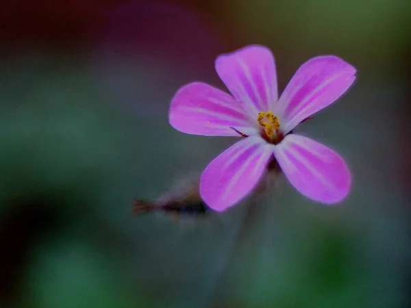 A selective focus shot of purple Herb robert on a blur background