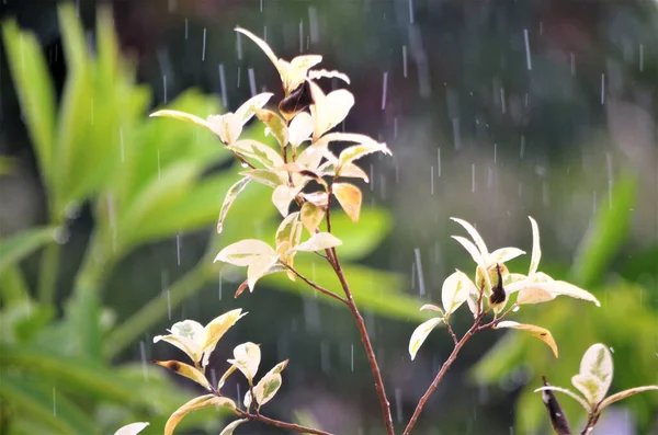 Ludwigia Çiçeklerine Düşen Yağmurun Arka Planda Bulanık Bitkilerin Fotoğrafı — Stok fotoğraf