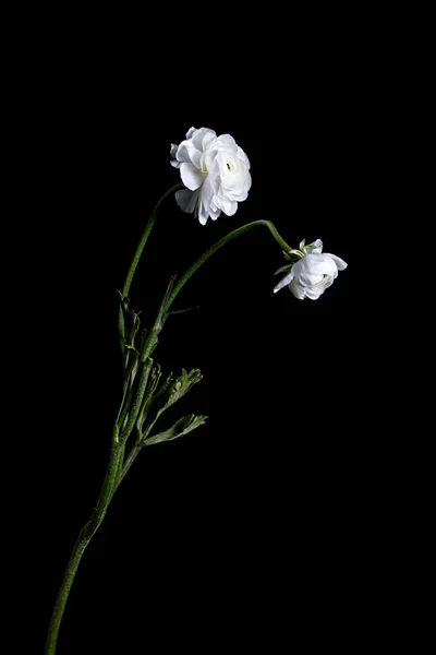 Flores Brancas Buttercup Isoladas Fundo Preto — Fotografia de Stock