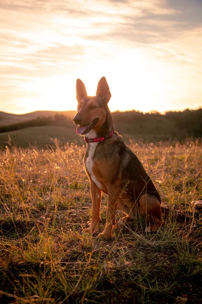 Vertical Shot Podenco Canario Dog Standing Field Dramatic Shiny Sky — Stock Photo, Image