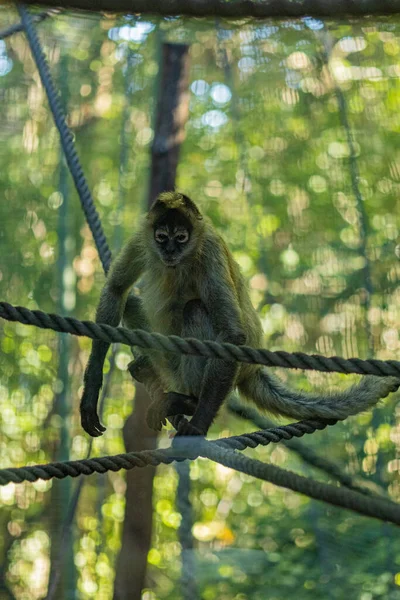 Colpo Verticale Una Scimmia Che Attraversa Ponti Corda Uno Zoo — Foto Stock