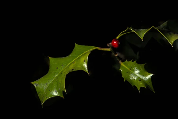 Een Close Shot Van Gewone Holly Ilex Aquifolium Plant Tegen — Stockfoto