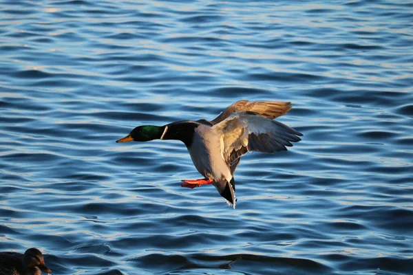 Tiro Perto Pato Selvagem Voando Acima Água — Fotografia de Stock