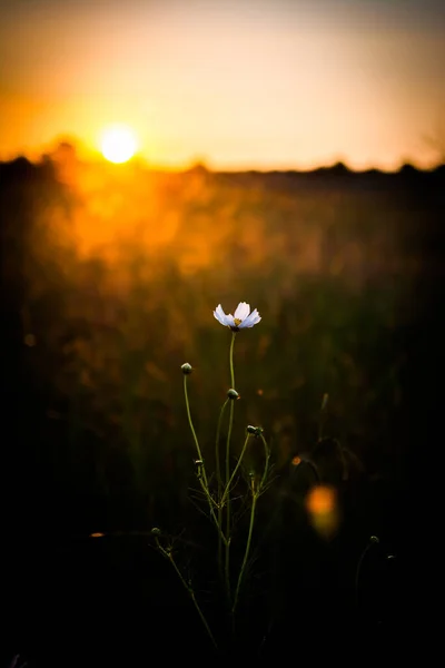 Vertical Closeup Tiny White Flower Growing Green Field Sunset — Stock Photo, Image