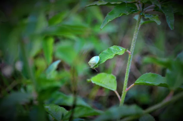Вибірковий Знімок Листя Рослини — стокове фото