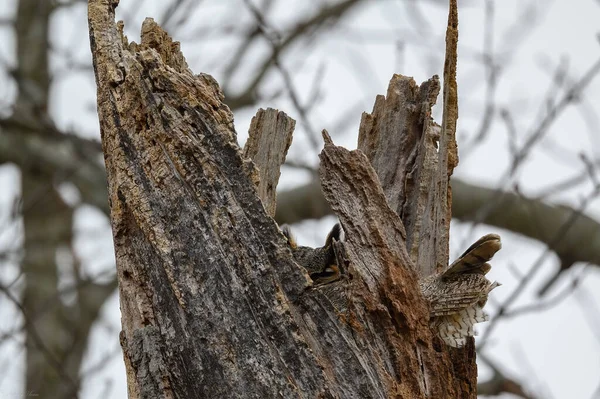 Detailní Záběr Velké Rohaté Sovy Hnízdící Polámané Koruně Stromu — Stock fotografie