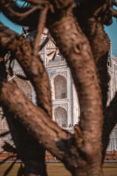 Een Verticaal Schot Van Taj Mahal Mausoleum Door Vertakkingen Van — Stockfoto
