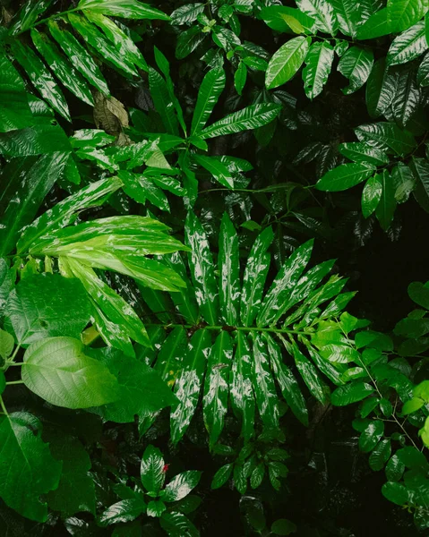 Een Close Shot Van Levendige Tropische Planten — Stockfoto