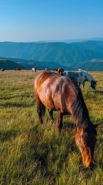 Eine Vertikale Aufnahme Von Pferden Die Auf Einem Ländlichen Bergfeld — Stockfoto
