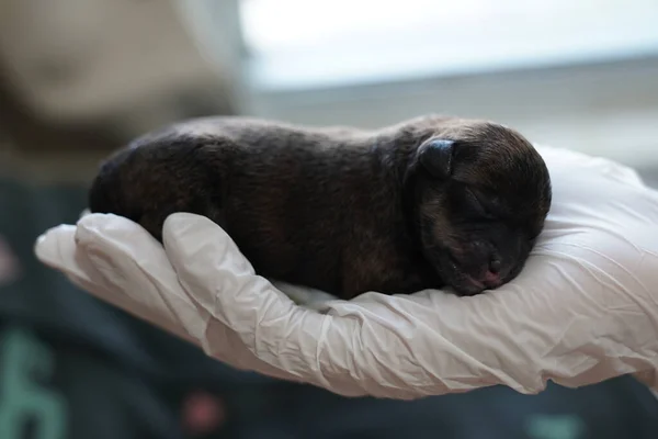 Eine Nahaufnahme Eines Niedlichen Neugeborenen Pudels Der Einer Hand Schläft — Stockfoto