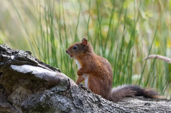 自然の生息地でかわいいリスのクローズアップショット — ストック写真