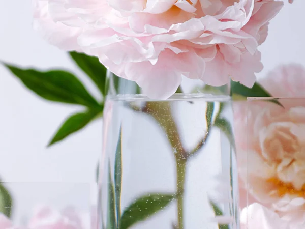 Primer Plano Hermosas Flores Peonía Rosa Jarrón Vidrio Sobre Fondo — Foto de Stock