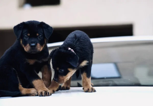 Egy Pár Aranyos Kis Rottweiler Kölyökkutya Játszik Egymással — Stock Fotó