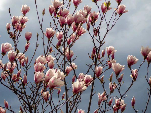 A magnolia -tulip tree covered with large bright flowers